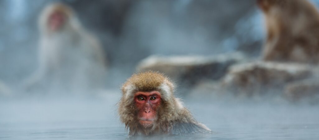 Małpa w Yamanouchi