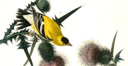 Amerykańskie szczygły na rycinie Johna Jamesa Audubona z początku XIX w. fot. UIG / Getty