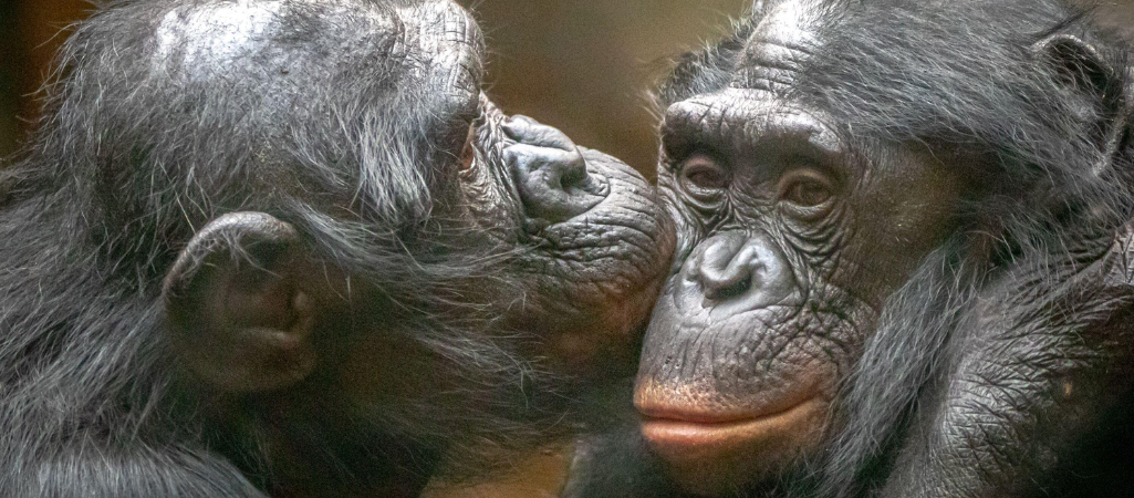 bonobo fot. Ralph Lear / Alamy / BE&W