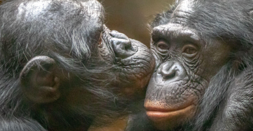 bonobo fot. Ralph Lear / Alamy / BE&W
