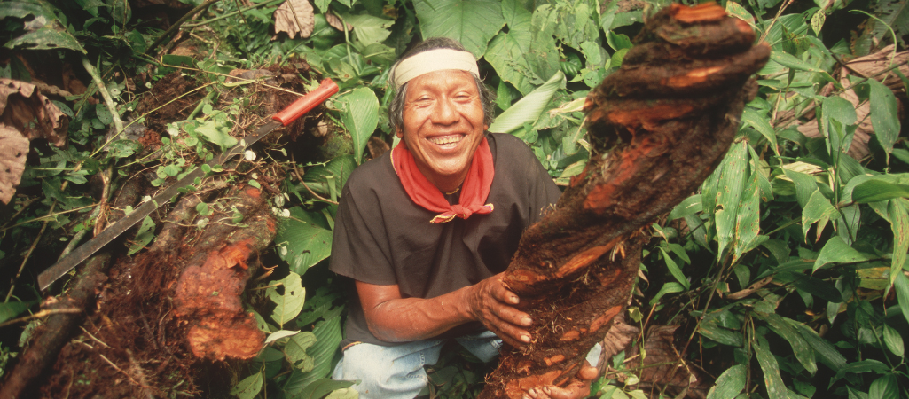 Członek ludu Cofan z lianą, z której przygotuje napój ayahuasca, Rio Aguarico, Ekwador fot. Wade Davis / Getty
