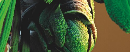 Azolla – rodzaj wodnej paproci, wchodzącej w symbiotyczną relację z sinicami Anabaena, które podwajają tempo fotosyntezy i zaspokajają swoje zapotrzebowanie na azot. Dzięki obydwu czynnikom paprocie te uzyskują przewagę konkurencyjną nad innymi roślinami wodnymi fot. Stefan Diller/Science Photo Library/East News